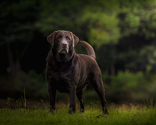Pet Book Aquiles